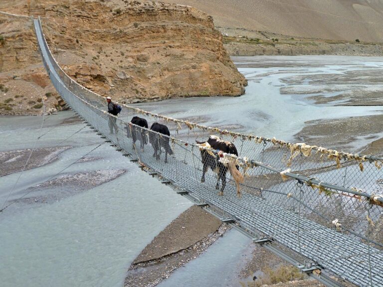 a group of cows crossing a suspension bridge over a river
